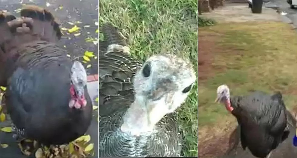 Turkey Attacks